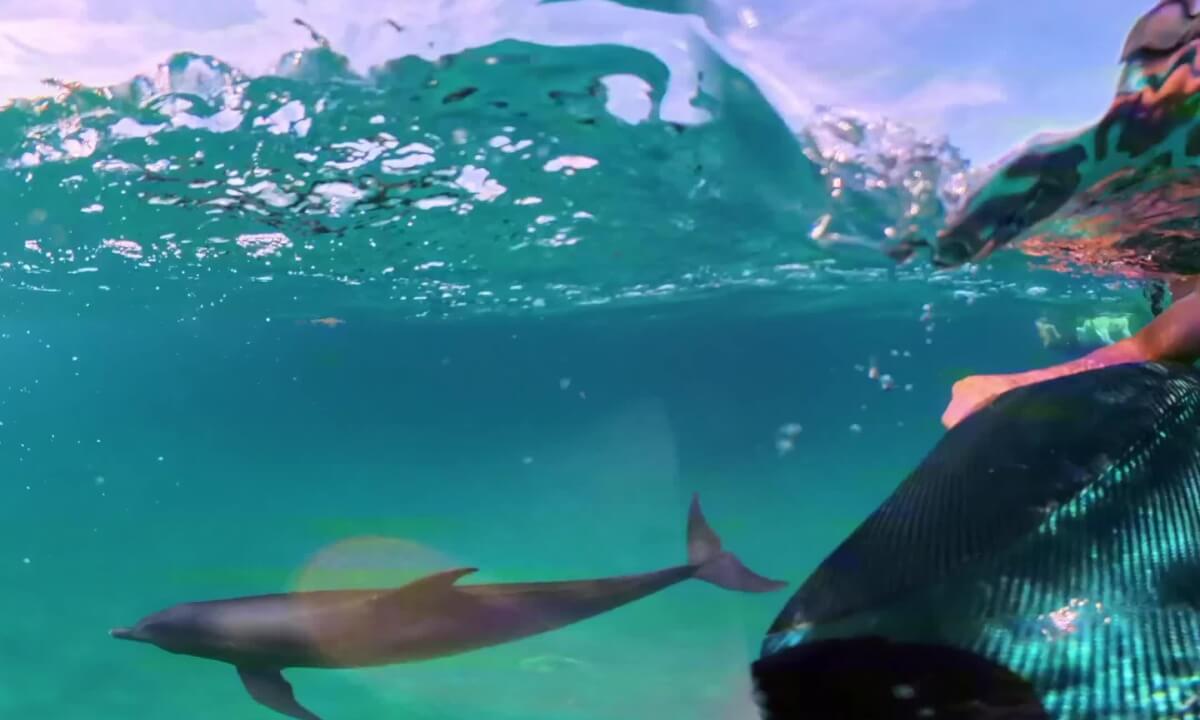 Swimming with Dolphins Using the SeaNXT Elite in the Bahamas 🌊🐬