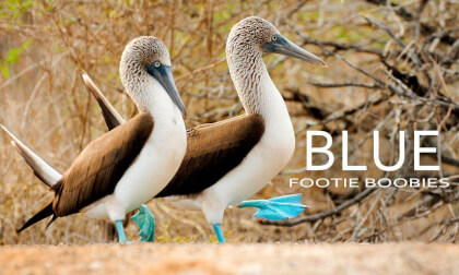 Blue-Footed Booby: Nature's Icon of the Galápagos Blue-Footed Booby: Nature's Icon of the Galápagos