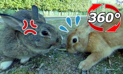 [360 Video]  It seems that everyone does not get along well.