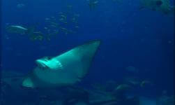 [3D Video] Blue Planet FSBS Paralle View