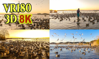 Lake kitauta Migratory birds sanctuary in Itako city,Ibaraki,Japan