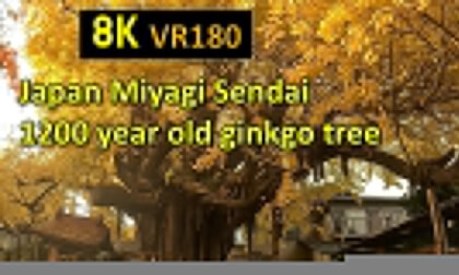 Japan Sendai1200 year old ginkgo tree VR Video Japan Sendai1200 year old ginkgo tree VR
