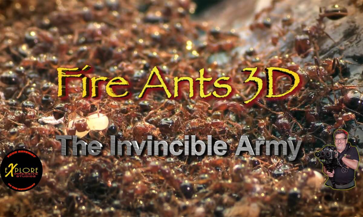 The Invincible Army of Fire Ants