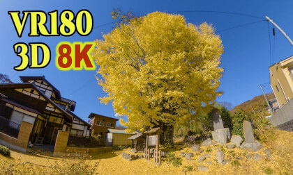 Kunigami's Great Ginkgo Tree,a 700-year-old ginkgo tree in Chichibu , Saitama , JAPAN VR Video Kunigami's Great Ginkgo Tree,a 700-year-old ginkgo tree in Chichibu , Saitama , JAPAN VR