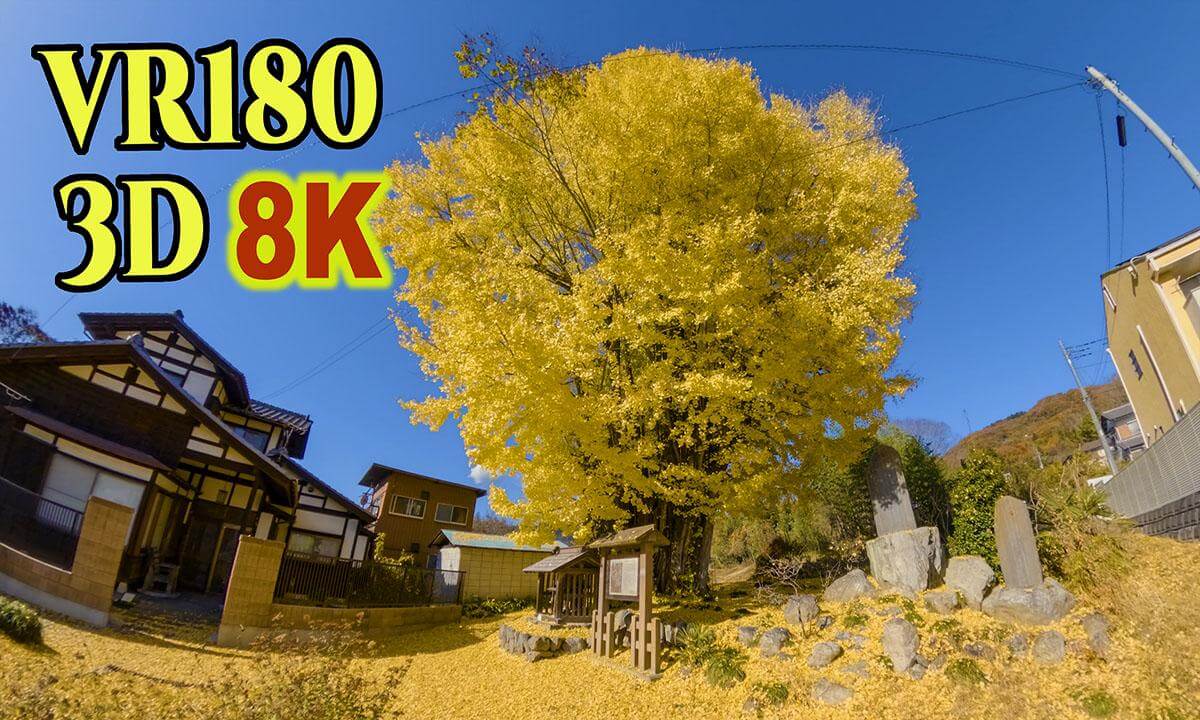 Kunigami's Great Ginkgo Tree,a 700-year-old ginkgo tree in Chichibu , Saitama , JAPAN