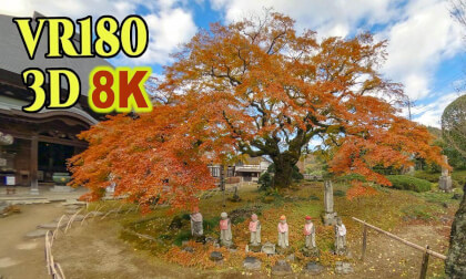 Saizenji Kominekaede,a 600-year-old maple tree at Saizenji-temple in Chichibu ,Satiama , JAPAN Saizenji Kominekaede,a 600-year-old maple tree at Saizenji-temple in Chichibu ,Satiama , JAPAN