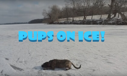 Pups On Ice! VR Video Pups On Ice! VR