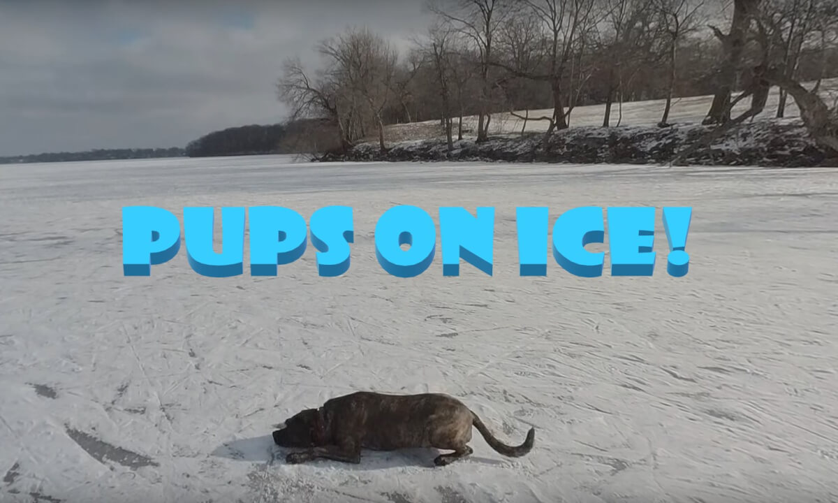 Pups On Ice!