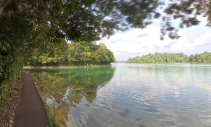 🚶Leisure Walking 🚶 MacRitchie Reservoir Park VR Video 🚶Leisure Walking 🚶 MacRitchie Reservoir Park VR