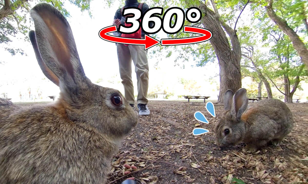 VR 360° | Could it be that they are afraid of me?