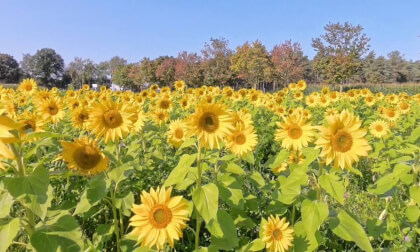 VR Relax - A Sunflower Field in the Netherlands in 360° VR Relax - A Sunflower Field in the Netherlands in 360°