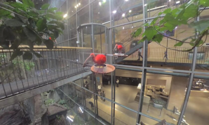 Exotic birds VR Video Exotic birds VR