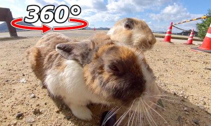 VR 360° | We met some rabbits with unique patterns! VR 360° | We met some rabbits with unique patterns!