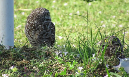 Burrowing Owls Burrowing Owls