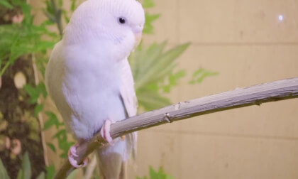 spatial video of bird