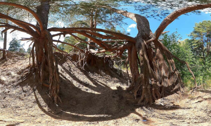 Roots VR Video Roots VR