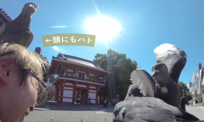 大須観音で鳩にエサをあげてみたら大変なことに|Feeding Pigeons at Ōsu Kannon Turned into Chaos! VR Video 大須観音で鳩にエサをあげてみたら大変なことに|Feeding Pigeons at Ōsu Kannon Turned into Chaos! VR