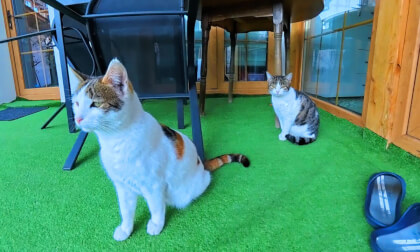 Cats on my porch (Timelapse) Cats on my porch (Timelapse)