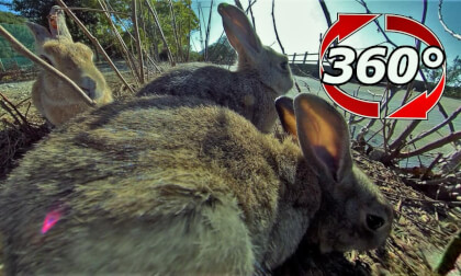 [360 Video] Fluffy and others are pushing.