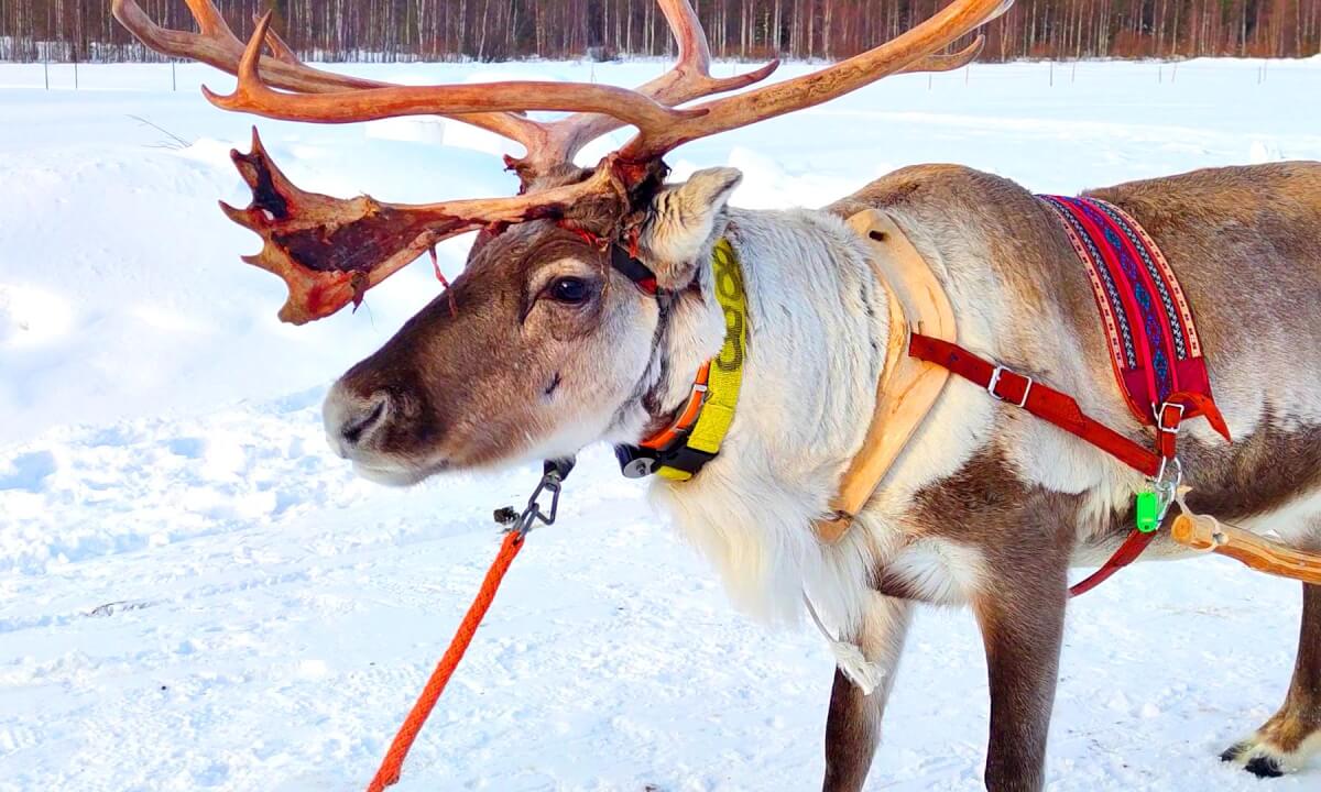 Reindeer Tour | Feeding Reindeers | Appuka Resort | Rovaniemi Finland