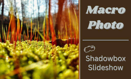 Macro Photography in Spatial 3D VR Video Macro Photography in Spatial 3D VR