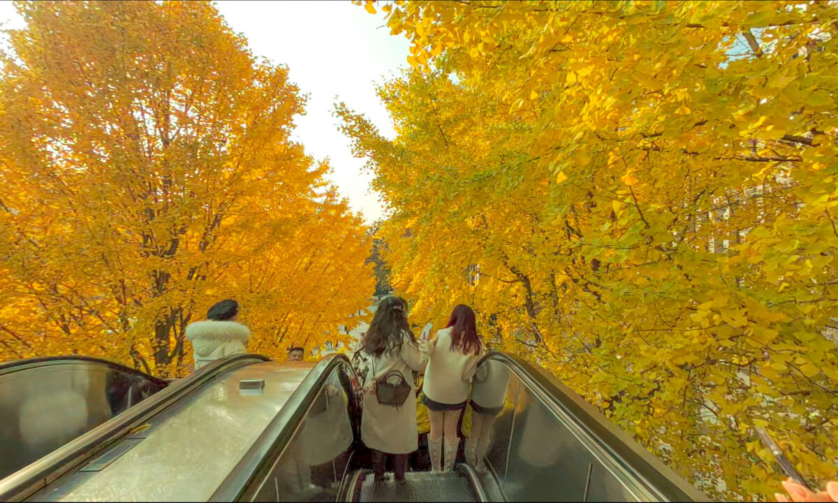 Autumn Travel in Hangzhou, China: The Golden Ginkgo Trees at Hangzhou Tower(杭州大厦,金色银杏)
