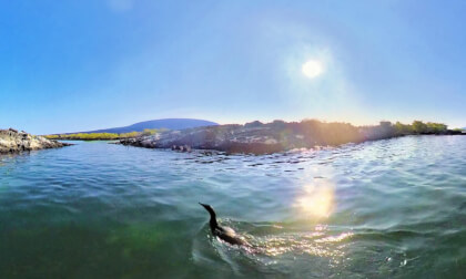 Isla Fernandina - Galapagos VR Video Isla Fernandina - Galapagos VR