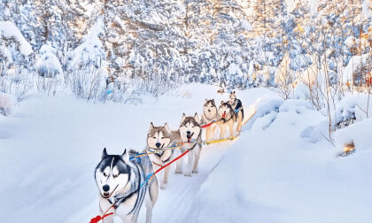 Husky Sled Ride in Rovaniemi, Finland Husky Sled Ride in Rovaniemi, Finland