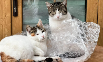 Lazy Cats On A Rainy Day ASMR Lazy Cats On A Rainy Day ASMR