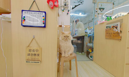 (3D180 8K60P) Cats Tea Room at Tsuen Wan (HK) (3D180 8K60P) Cats Tea Room at Tsuen Wan (HK)