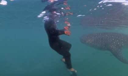 Swimming with Whale Sharks VR Video Swimming with Whale Sharks VR