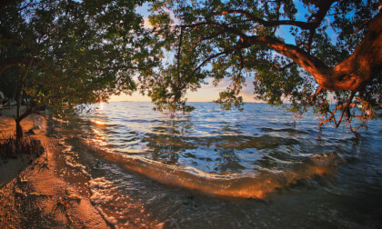 Golden Reflections: Beach Sunset under Mangroves  | VR180 Meditation VR Video Golden Reflections: Beach Sunset under Mangroves  | VR180 Meditation VR