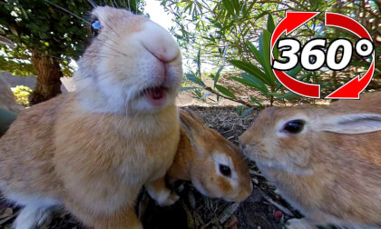 [360 Video] Rabbits get together and have lunch.