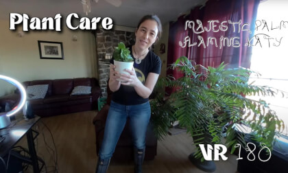 How to Care For My House Plants Majestic Palm, Flaming Katy VR Video How to Care For My House Plants Majestic Palm, Flaming Katy VR