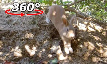 VR 360° |A rabbit came down from a high place! VR 360° |A rabbit came down from a high place!