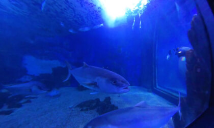 180 VR - Italy - part 3/6  - Sardinia Aquarium 180 VR - Italy - part 3/6  - Sardinia Aquarium