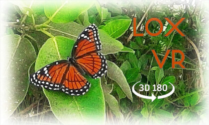 LOX VR VR Video LOX VR VR