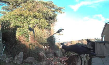 Feeding the birds - Calf Visinse Feeding the birds - Calf Visinse