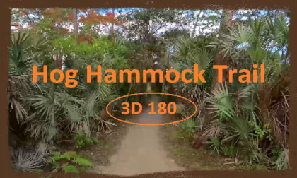 Hog Hammock Trail 3D 180 VR Video Hog Hammock Trail 3D 180 VR