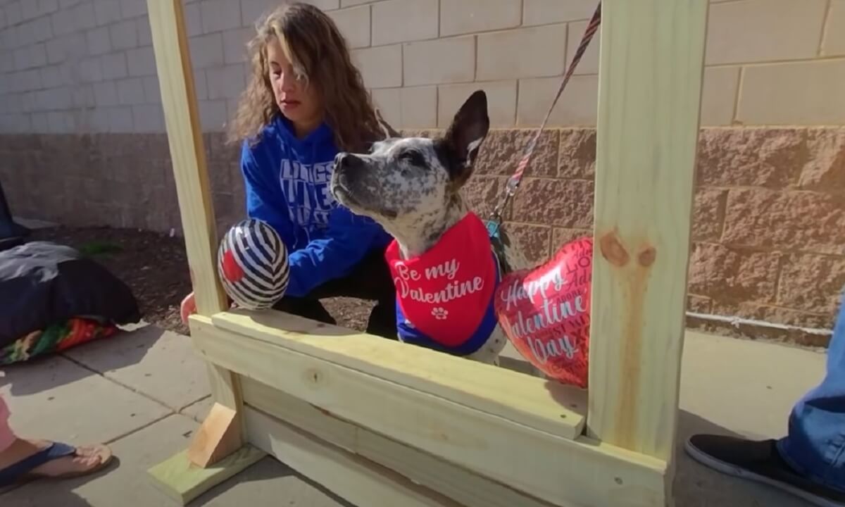 Valentines Day for the Adoptable Dogs of PAW February 2023 3D 180 VR