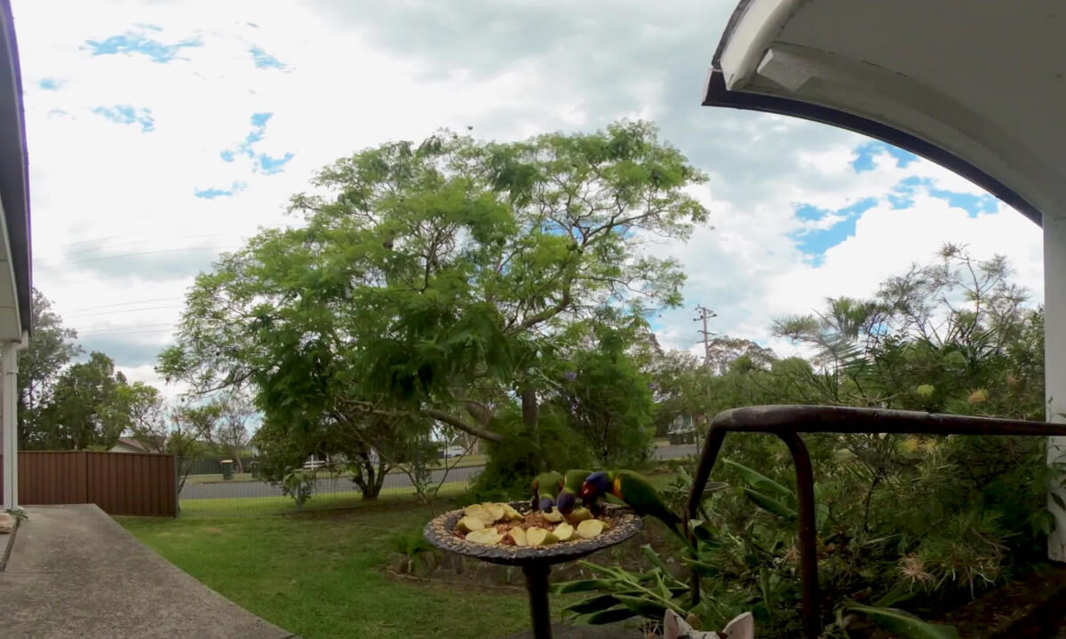 VR180 3D Rainbow lorikeets birds Australia