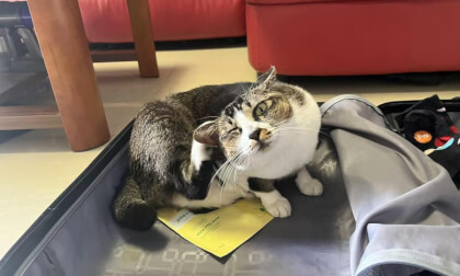 A Lively Kitten A Lively Kitten