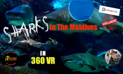 Hungry Sharks In The Maldives Hungry Sharks In The Maldives