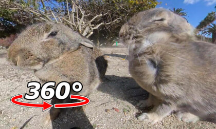 VR 360° | Strong winds are no problem! But cars seem scary. VR 360° | Strong winds are no problem! But cars seem scary.