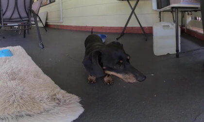 VR180 3D dachshunds 2025 VR180 3D dachshunds 2025