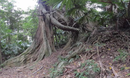 VR180 3D Minnamurra Rainforest Australia 2025 VR Video VR180 3D Minnamurra Rainforest Australia 2025 VR