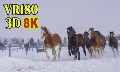 Old 3D images of  Horse chasing exercise in Tokachi,Hokkaido,Japan inserted into 8K 3D VR180 Old 3D images of  Horse chasing exercise in Tokachi,Hokkaido,Japan inserted into 8K 3D VR180