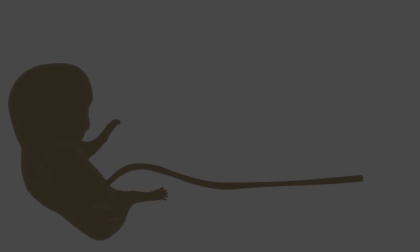 Embryo Development animation