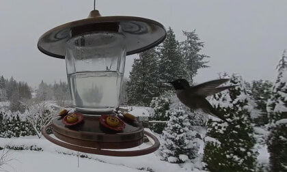 Winter Hummingbirds in Washington