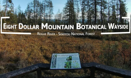 8K VR 360° |🌲 8 Dollar Mountain Botanical Wayside